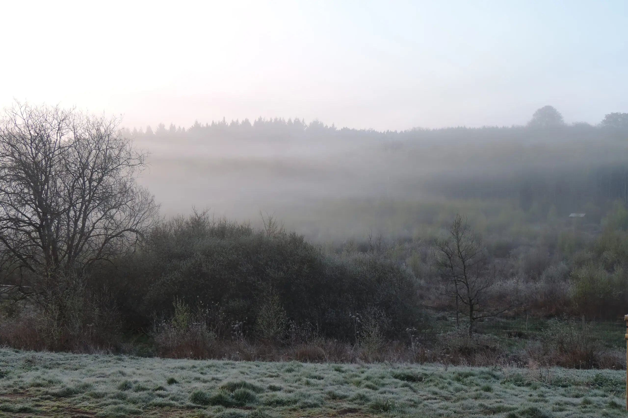 La forêt autour de Regniessart dans la brume du petit matin