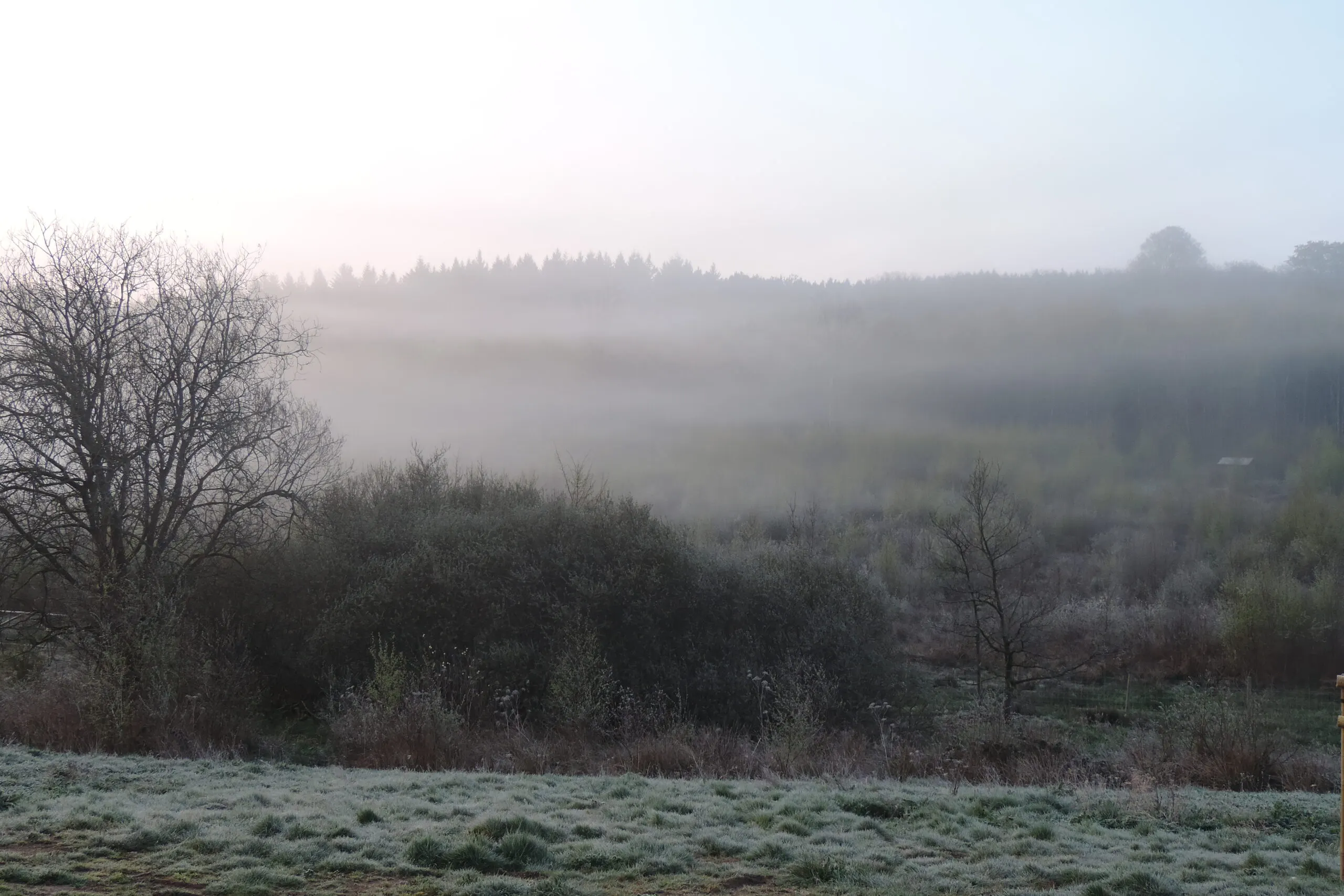 La forêt autour de Regniessart dans la brume du petit matin
